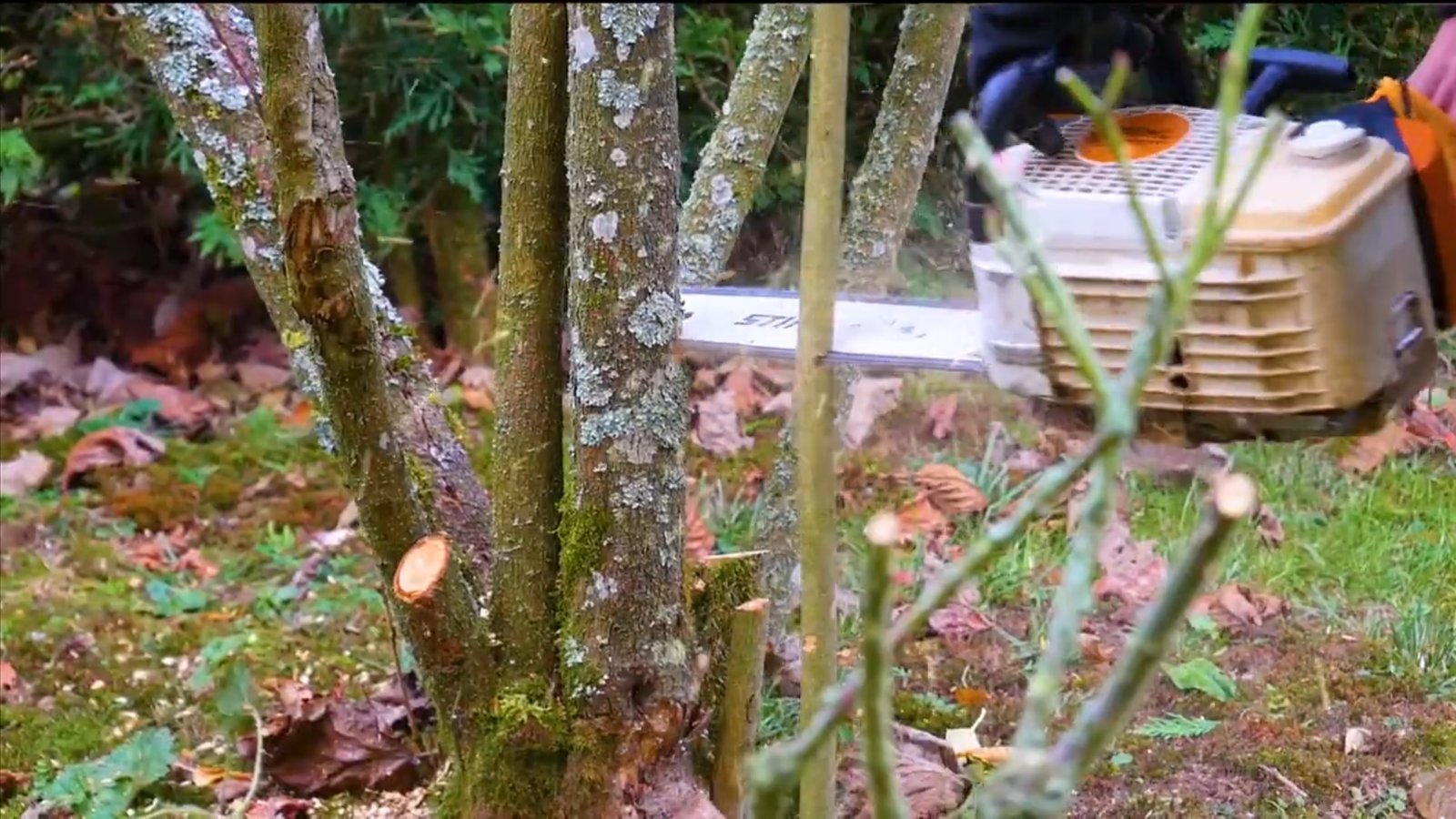 Paysagiste, création de jardin, entretien d'espace vert : LEMAITRE ANTOINE