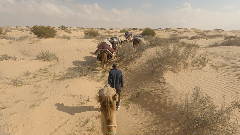 Vue à la première personne depuis une GoPro sur la tête du vidéaste, assis sur un dromadaire dans le désert tunisien, suivant une caravane de chameliers et de dromadaires.